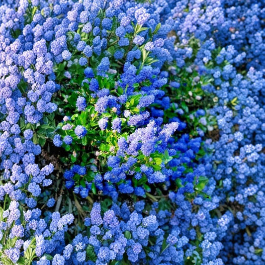 California Lilac Cuttings – Ceanothus Unrooted (3 Pack) | 6 Inch Stems | Blue Flowering Shrub | Drought Tolerant | Pollinator Friendly