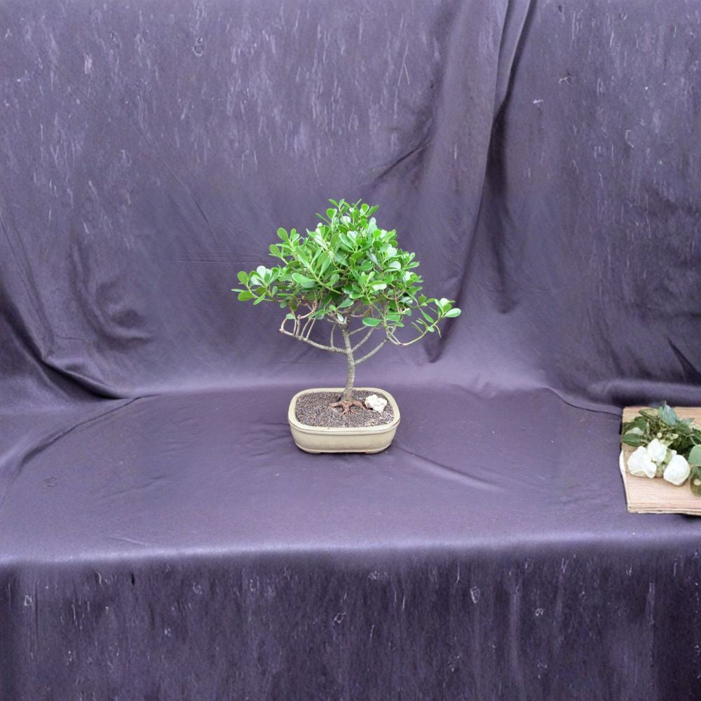 Tropical Dwarf Apple Bonsai Tree – Clusia rosea Live Bonsai | 15–17 Inches Tall | Indoor Tropical Bonsai | Unique Ornamental Tree