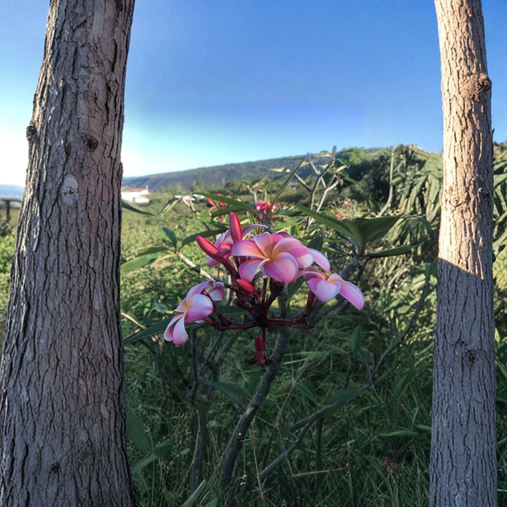 Pink Plumeria Frangipani Plant – Rooted 10 Inch Cutting | Hawaiian Grown Single Head | Tropical Flower Plant | Kailua Kona