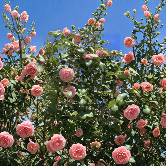 Japonica Camellia Cuttings – Pink & White Camellia 4 Pack | Fresh Unrooted Flowering Shrub Cuttings | Elegant Garden Plant