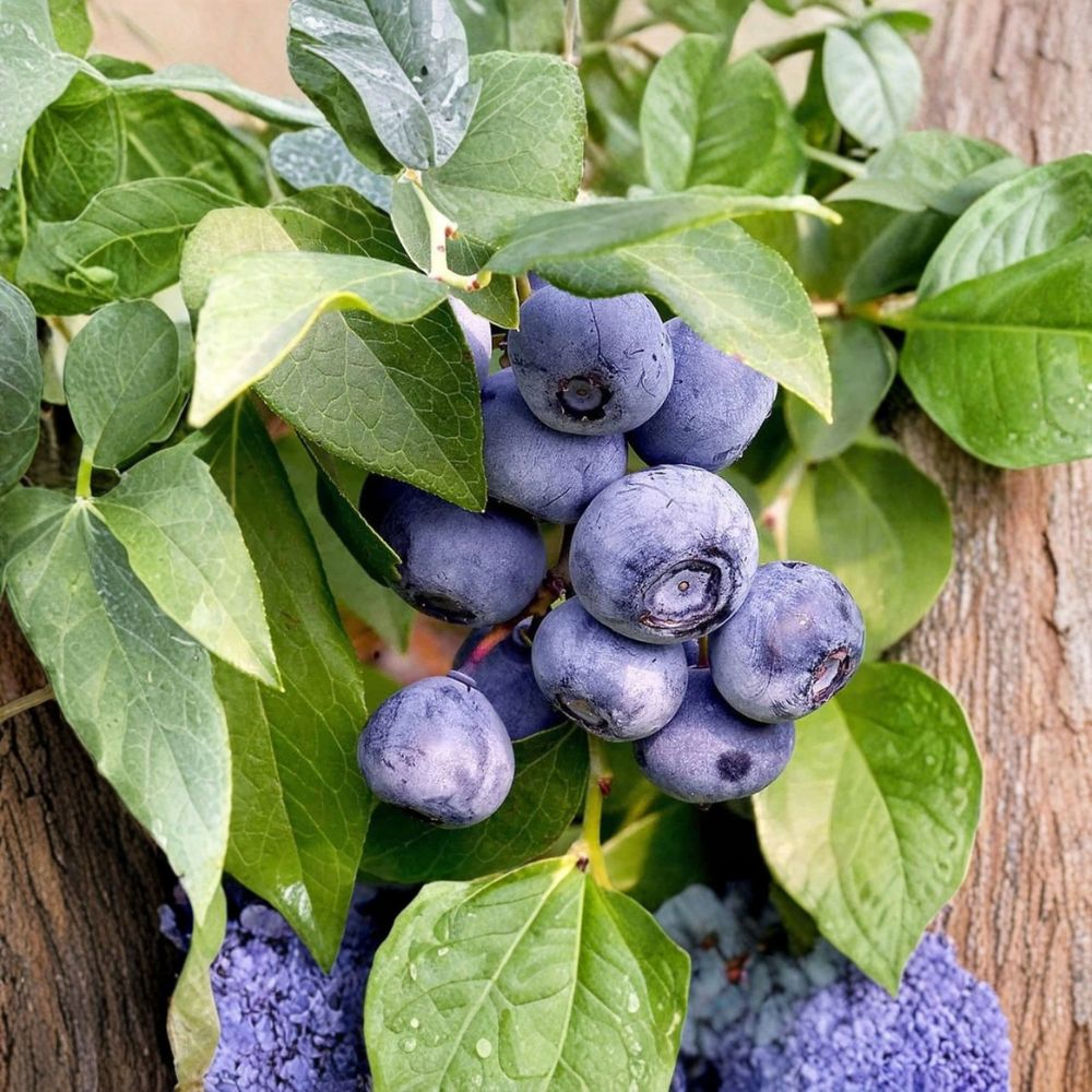 Biloxi Blueberry Plant – Vaccinium corymbosum Southern Highbush | 4–7 Inches Tall | Sweet Berry Bush | Garden Fruit Plant