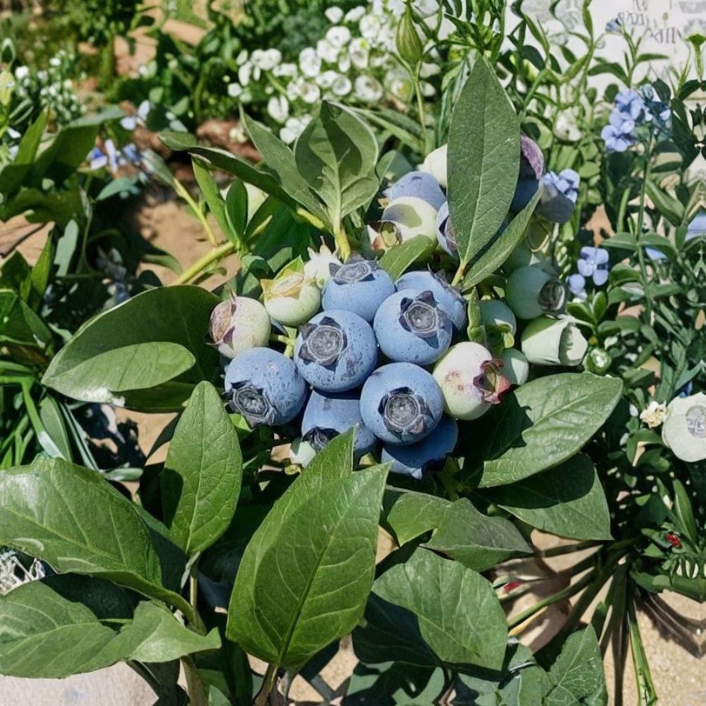 Biloxi Blueberry Plants – Southern Highbush Live Fruit Bush | Set of 4 Starter Plants | 3–5 Inches Tall | Low Chill Berry Garden Plants