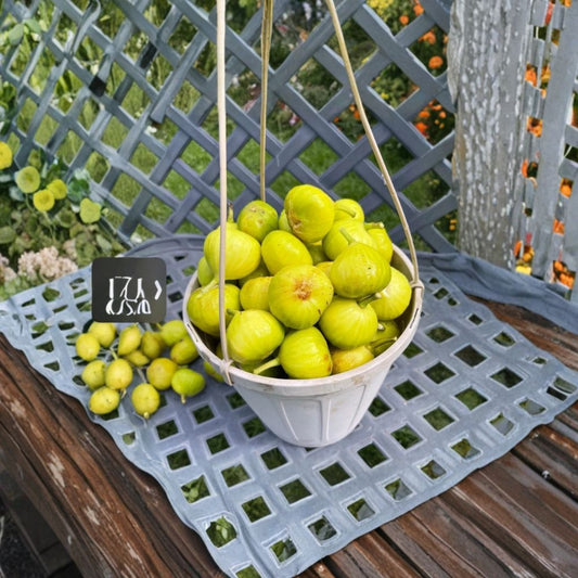 White Marseilles Fig Cuttings – 6 Fresh Unrooted Stems | Cold Hardy Fig Tree | Sweet Fruit Variety | Backyard Orchard Starter