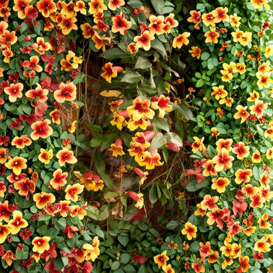 Crossvine Cuttings – 12 Bignonia Trumpet Vine Cuttings | 6 Inch Flowering Vine | Hummingbird & Butterfly Garden Plant