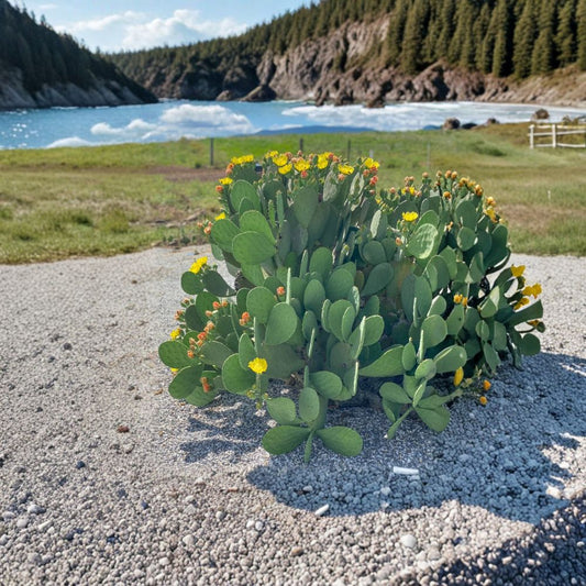 Spineless Prickly Pear – Opuntia cacanapa ‘Ellisiana’ 4 Fresh Unrooted Pads | Winter Hardy | Easy to Grow  Thornless Nopales | Yellow Blooms & Sweet Fruit | Cold Hardy Cactus