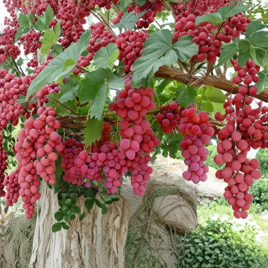 Mixed Grape Cuttings – Blue Pink Yellow Varieties Unrooted (15 Pack) | Hardy Resistant Grapes | Fresh Cuttings | Backyard Vineyard Starter
