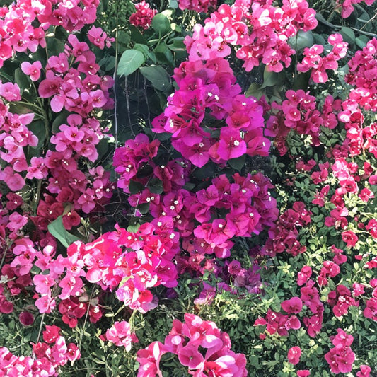 Bougainvillea Fuchsia Cuttings – 8 Pack 6–8 Inch | Bright Pink Flowering Vine | Tropical Climbing Plant | Easy to Grow