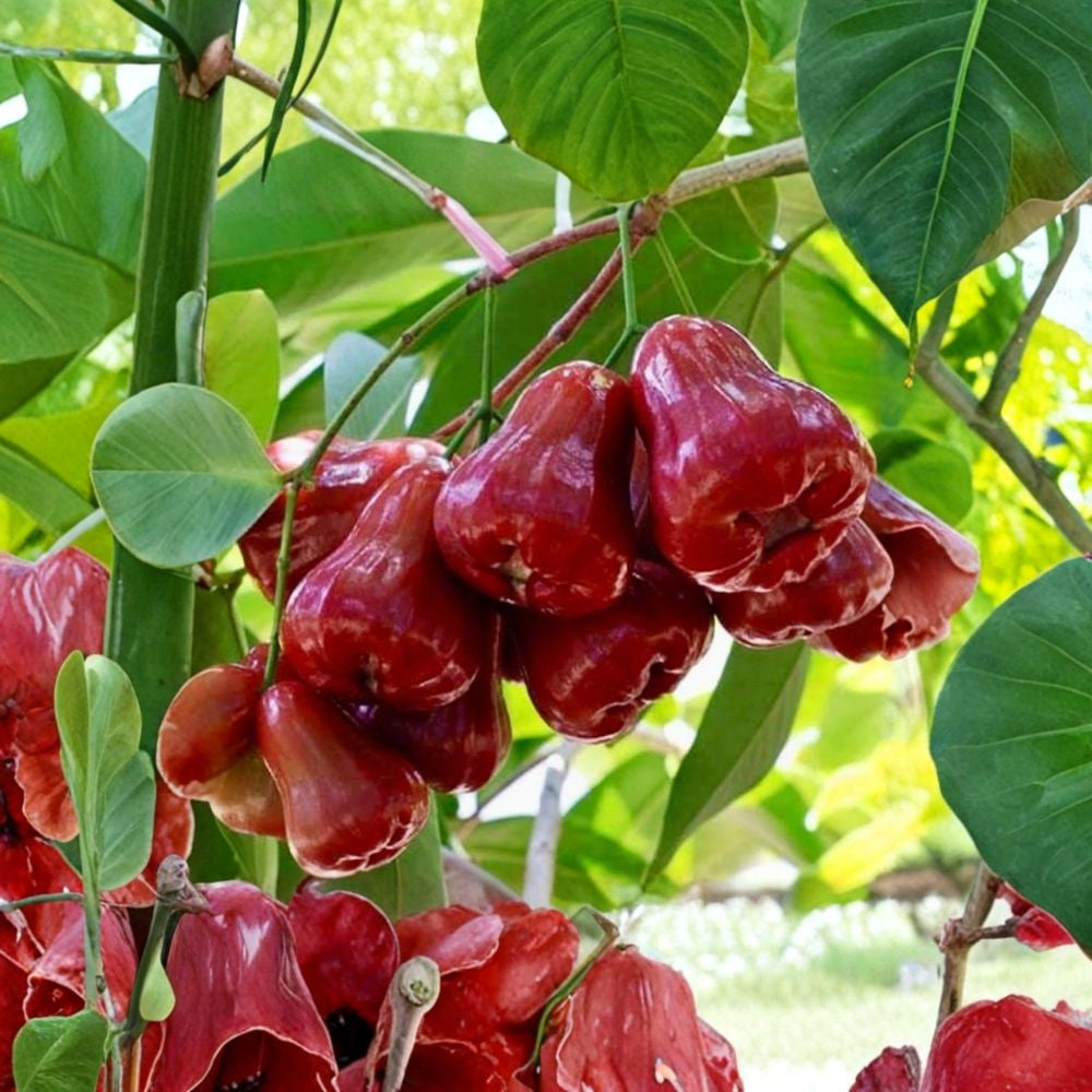 Red Wax Apple Tree – Syzygium samarangense Live Air-Layered Plant | 3 Feet Tall | Tropical Fruit Tree | Sweet Water Apple