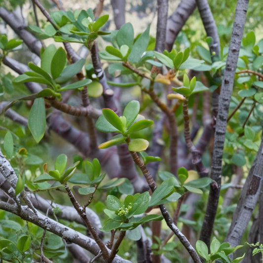 Jade Plant Cuttings – Crassula Ovata Succulent | 5 Large 5 Inch Cuttings | Live Organic Succulent | Easy to Grow Indoor Plant
