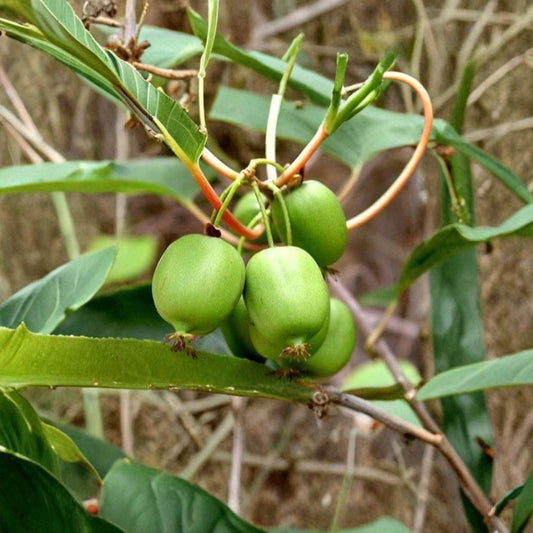 Mini Kiwi Cuttings – 5 Unrooted Stems | Self-Fertile Hardy Kiwi Vine | Rare Fruit Plant | Ready for Rooting or Grafting