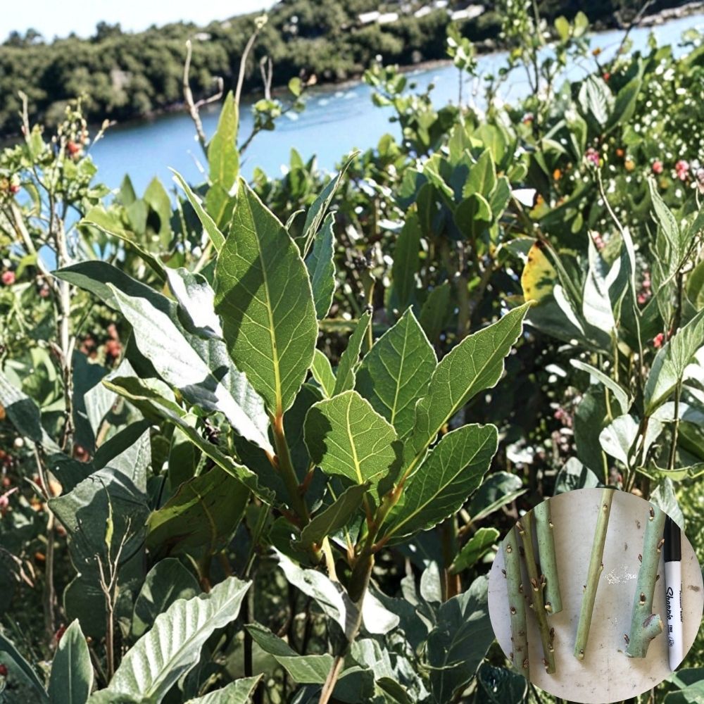 Sweet Bay Laurel Cuttings – Laurus nobilis Unrooted (5 Pack) | 6–8 Inch Fresh Cuttings | Culinary Herb Plant | Easy Propagation | Free US Shipping