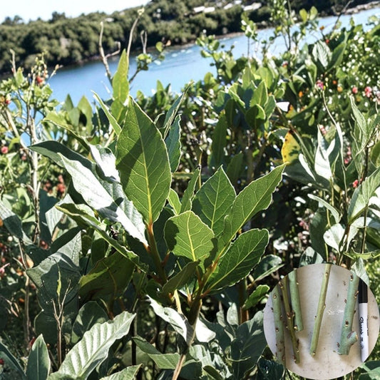 Sweet Bay Laurel Cuttings – Laurus nobilis Unrooted (5 Pack) | 6–8 Inch Fresh Cuttings | Culinary Herb Plant | Easy Propagation | Free US Shipping