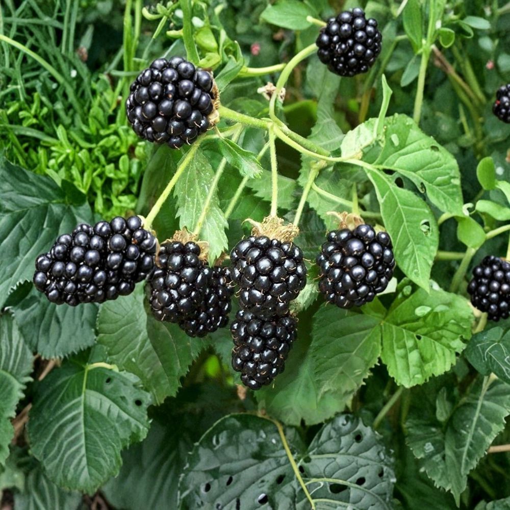 Triple Crown Thornless Blackberry Plants – Rubus fruticosus Starter Plugs | Set of 5 | Large Sweet Berries | High-Yield Variety | Bare Root