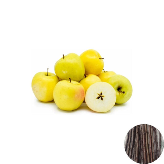 Golden Delicious Apple Tree Scion Cuttings – 7 + 1 Free Organic Scions | 6–8 Inch Fresh Cuttings | For Grafting & Rooting