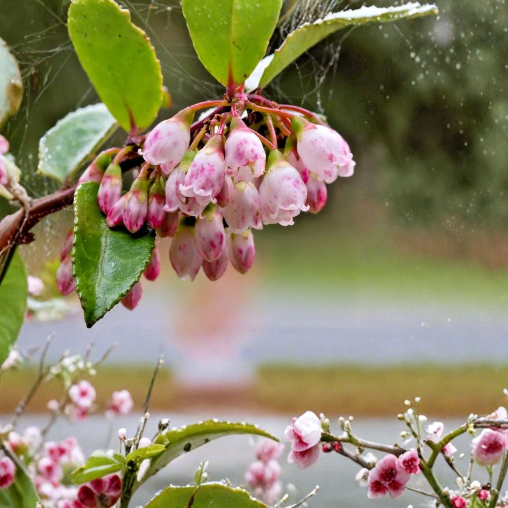 Evergreen Huckleberry – Vaccinium ovatum Live Plants | Set of 3 | 4–6 Inches Tall | Edible Landscaping Native Berry Shrub