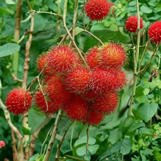 Rambutan Tree Cuttings – 5 Unrooted Stems 5–6 Inches | Tropical Hairy Fruit | Nephelium lappaceum | Rare Exotic Fruit Plant