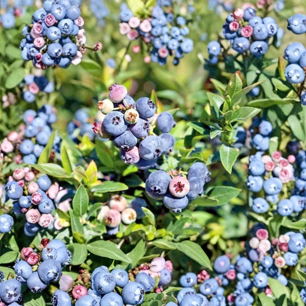 Misty Blueberry Starter Plants – Vaccinium ‘Misty’ Live Berry Bush | Set of 4 Plants | 4–8 Inches Tall | Early Season Highbush Blueberry | Ships No Pot