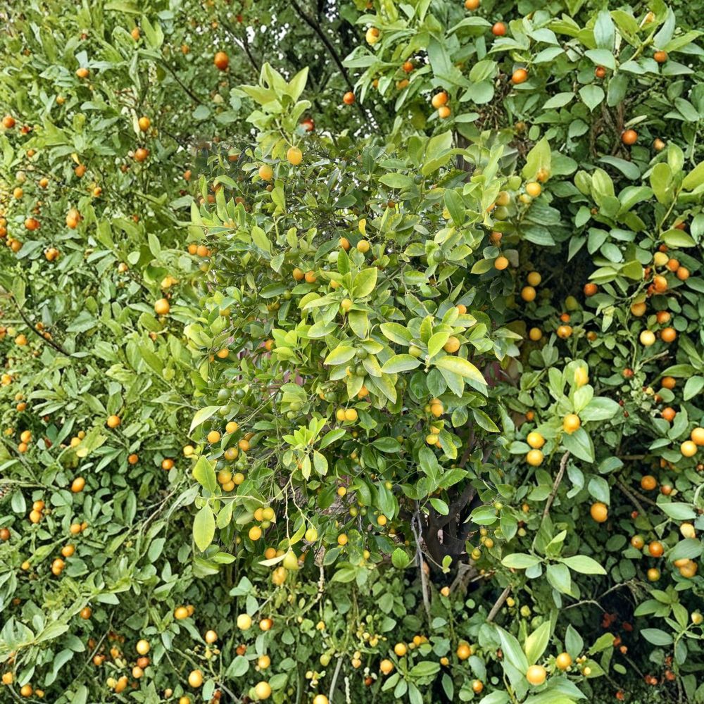 Calamansi Tree Cuttings – 3 Citrus microcarpa Cuttings | 6 Inch Fresh Cuttings for Rooting or Grafting | Tropical Citrus Plant