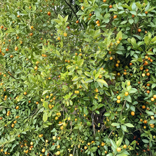 Calamansi Tree Cuttings – 3 Citrus microcarpa Cuttings | 6 Inch Fresh Cuttings for Rooting or Grafting | Tropical Citrus Plant