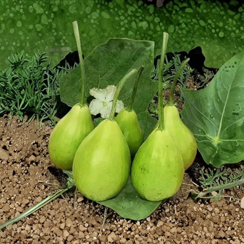 Lauki / Lau Bottle Gourd – Lagenaria siceraria 10+ Seeds | Pear-Shaped Variety | NON-GMO  Fast Growing Climbing Vine | Edible Summer Vegetable | Garden Favorite