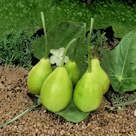 Lauki / Lau Bottle Gourd – Lagenaria siceraria 10+ Seeds | Pear-Shaped Variety | NON-GMO  Fast Growing Climbing Vine | Edible Summer Vegetable | Garden Favorite