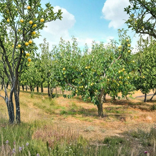Kieffer Pear Trees – Pyrus communis Set of 2 Live Trees | 2–3 Ft Tall | Bare Root  Self-Fertile | Cold Hardy | Easy to Grow