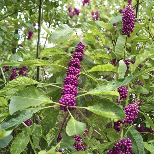 Beautyberry Cuttings – 7 Unrooted Stems 6–8 Inches | Callicarpa Bush | Edible Berries | Wildlife Garden Plant | Easy Propagation