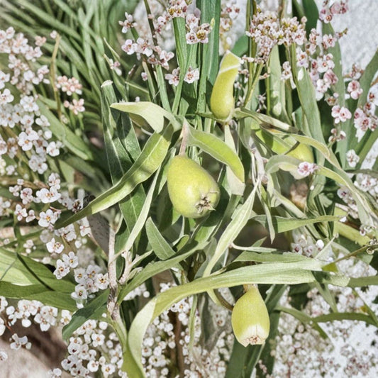 Pendula Pear – Pyrus communis 25+ Seeds for Planting | Fresh Seeds | FREE Shipping  Weeping Pear Variety | Ornamental & Edible | Backyard Garden Starter