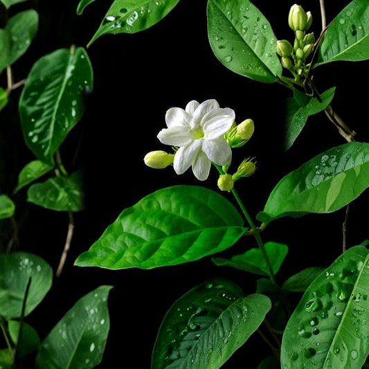 Night Blooming Jasmine Cuttings – Cestrum nocturnum Unrooted (6 Pack) | 4–6 Inch Fresh Cuttings | Fragrant Flowering Shrub | Tropical Garden Plant