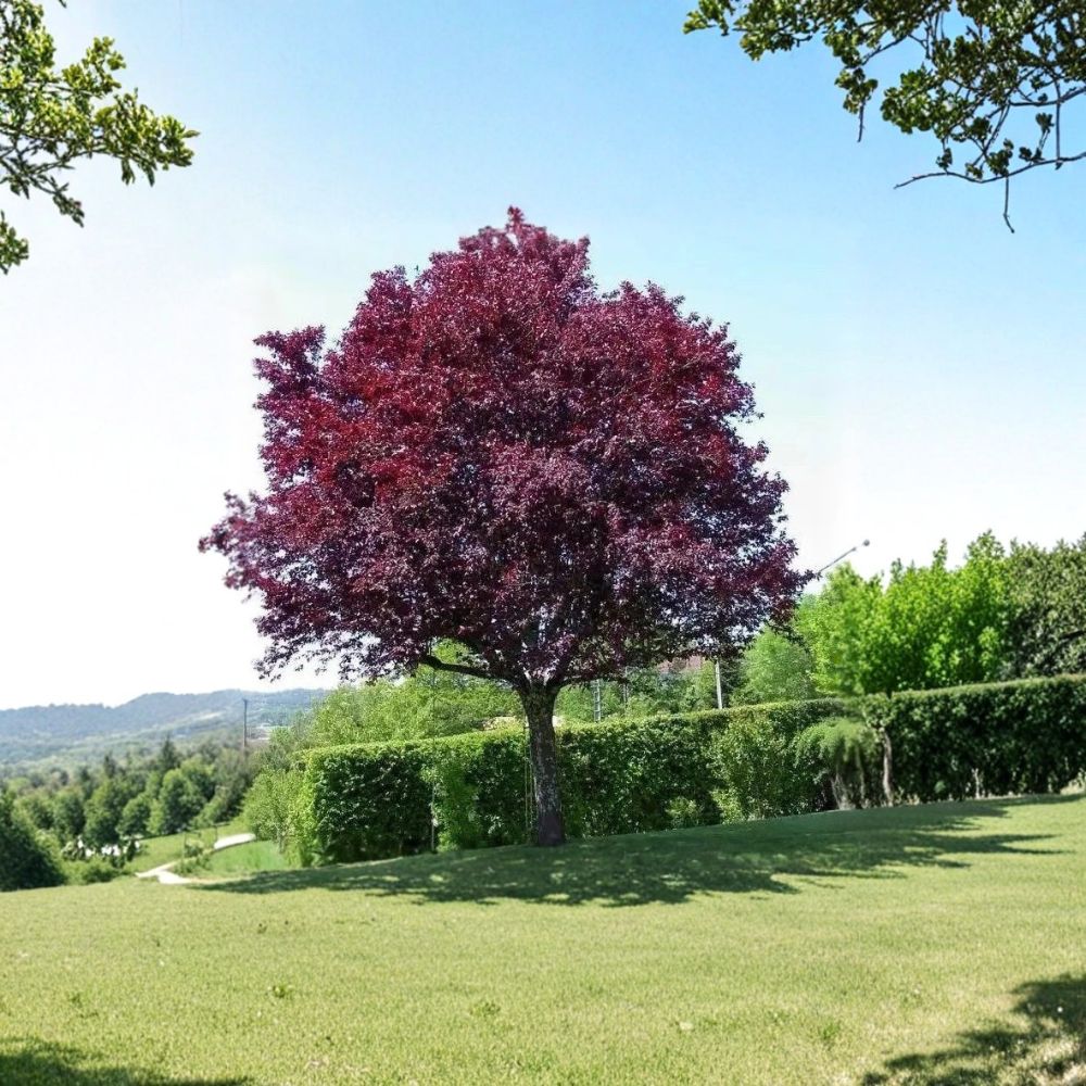 Purple Leaf Plum Trees – 2 Live Cistena Plum Trees 2–3 Ft Tall | Prunus cerasifera Ornamental Tree | Fast Growing Landscape Plant