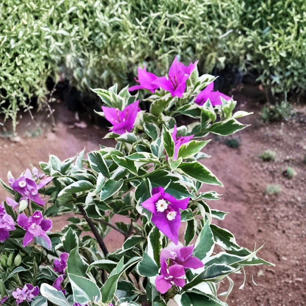Blueberry Ice Bougainvillea – Bougainvillea ‘Blueberry Ice’ Live Plant | 4–7 Inches Tall | Tropical Flowering Vine | Patio & Garden Plant