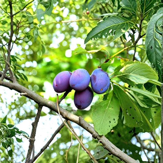 Damson Plum Cuttings – Prunus domestica Unrooted (5 Pack) | 6+ Inch Fresh Wood | Blue Plum Tree | Heirloom Fruit Propagation