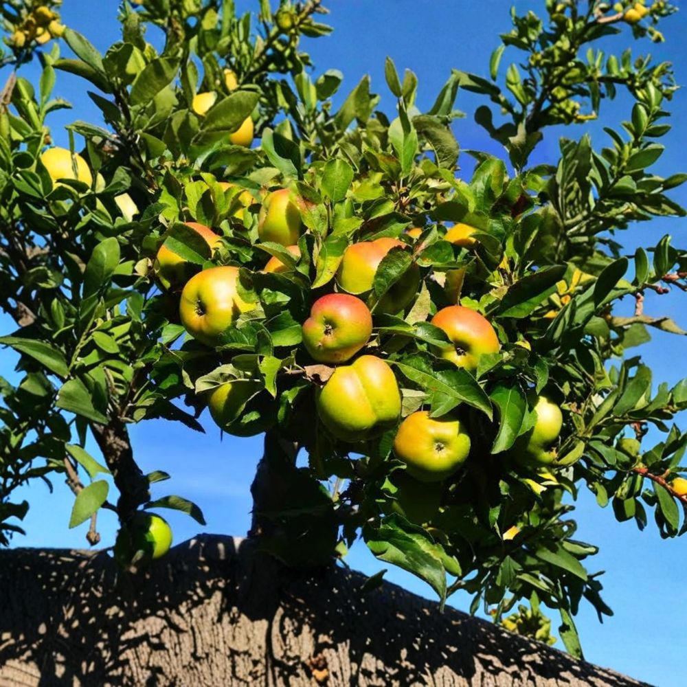 Jonagold Apple Trees – Set of 2 Live Bare Root Trees | 2 Ft Tall | Sweet Crisp Apple Variety | Backyard Orchard Starter