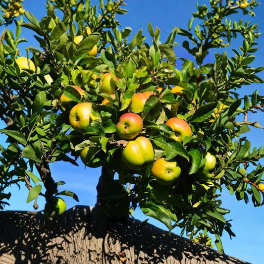 Jonagold Apple Trees – Set of 2 Live Bare Root Trees | 2 Ft Tall | Sweet Crisp Apple Variety | Backyard Orchard Starter