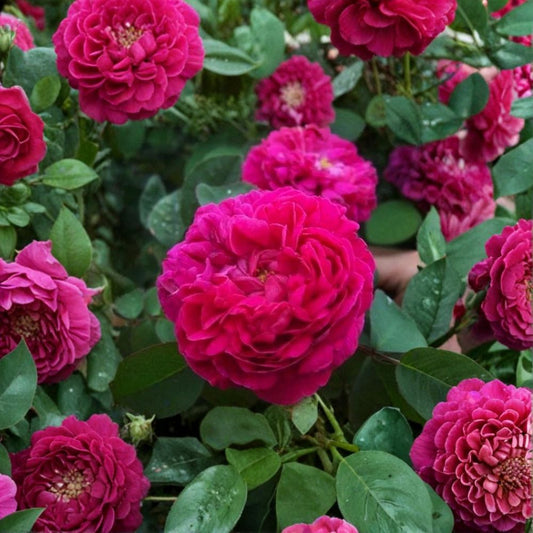 Damask Rose Cuttings – Rosa Damascena 10 Pack | Fragrant Heritage Rose | 12 cm Fresh Cuttings | Perfume Garden Plant
