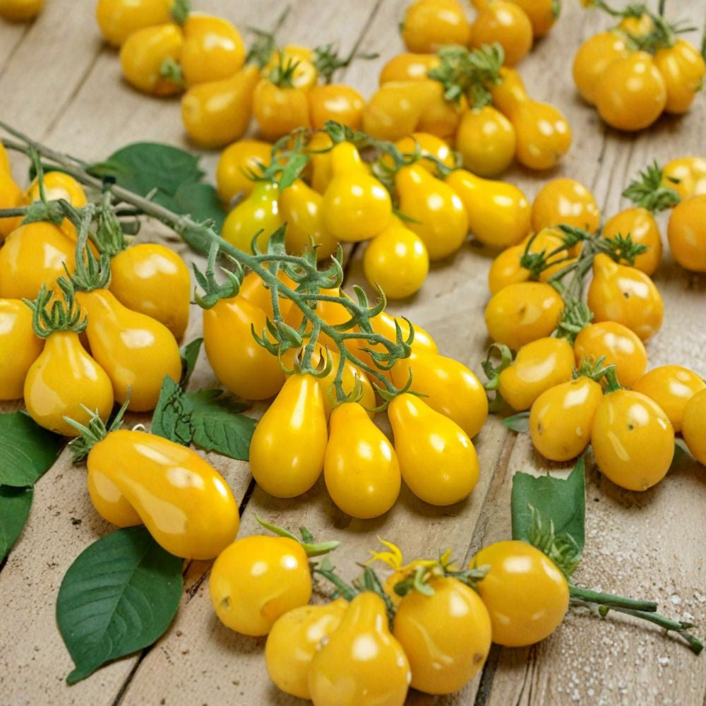 Yellow Pear Tomato Seeds – Heirloom NON-GMO 30 Seeds | 85%+ Germination | USA Seller  Sweet Mild Flavor | Indeterminate | 75 Days to Maturity