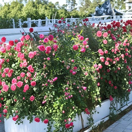 Heirloom Climbing Rose Cuttings – 8 Southern Old-Fashioned Pink Rose Cuttings | Unrooted Running Rose | Cottage Garden Vine