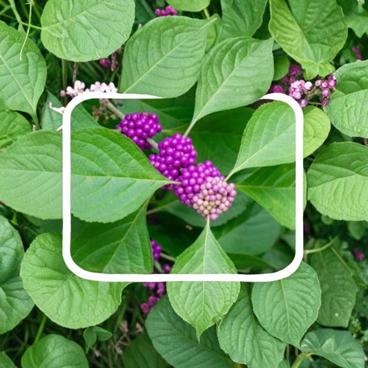 Beautyberry Cuttings – 10 Pack | Callicarpa americana | Wild Grown Organic | Native Berry Shrub Starter