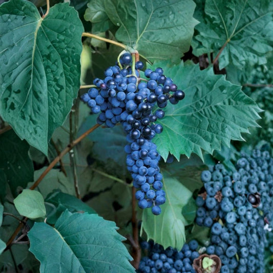 Frontenac Grape Cuttings – 5 Organic Unrooted Stems | Cold Hardy Wine Grape Vine | Red & Rosé Winemaking | Backyard Vineyard Starter