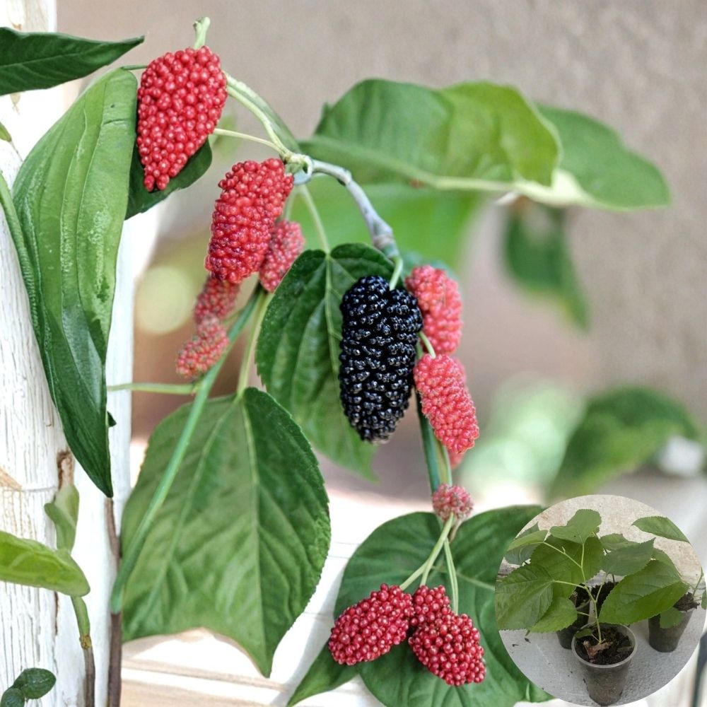 Mulberry Tree – Morus alba / Morus nigra Live Cutting Plant | 7 Inches Tall | Rooted Plant – No Pot  Sweet Berry Fruit Tree | Patio & Backyard Friendly | Easy to Grow
