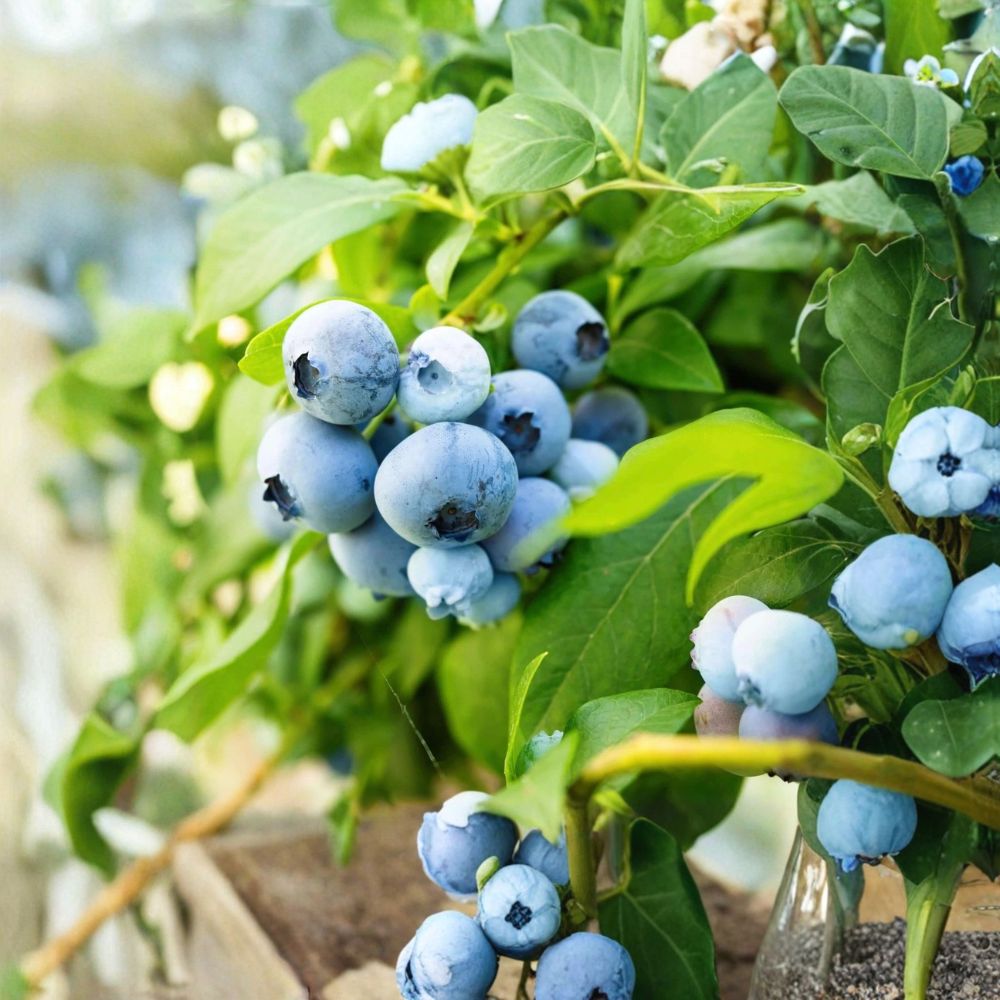 Sunshine Blue Blueberry Starter Plants – Vaccinium corymbosum | Set of 3 Bare Root Plugs | 3–6 Inches Tall | Compact Southern Highbush Berry Plant