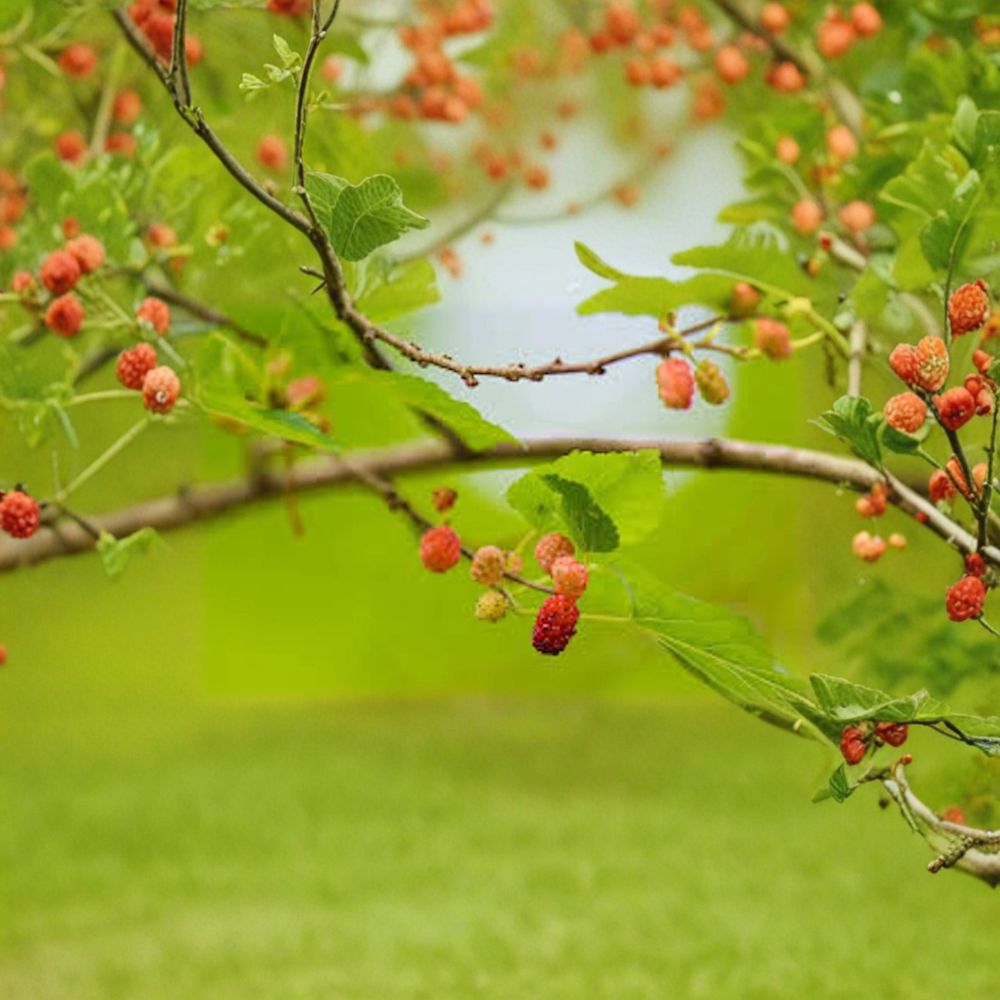 Red Mulberry Tree – Morus rubra Live Bare Root Seedlings | 12–24 Inches Tall | No Pot Included  Native Fruit Tree Starter | Backyard & Wildlife Friendly | Easy to Grow
