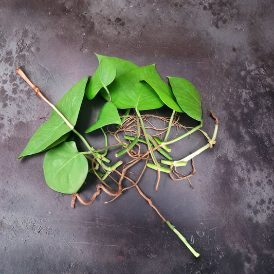 Jade Pothos Cuttings – Epipremnum Aureum | 10 Leaf Cuttings with Nodes & Air Roots | Easy Propagation Houseplant | Air Purifying Vine