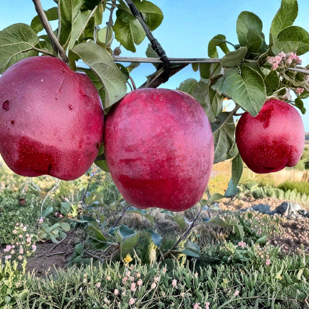 Santiam Red Giant Apple Tree – Malus domestica Live Bare Root | 32 Inches Tall | M7 Rootstock | Giant Sweet Apple Tree