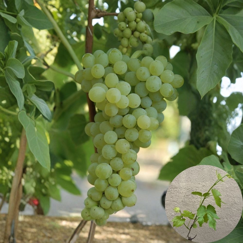 Sweet Seedless Grape Vine – 20 Inch Rooted Cutting | Live Plant Ready to Plant | Edible Garden Climbing Vine