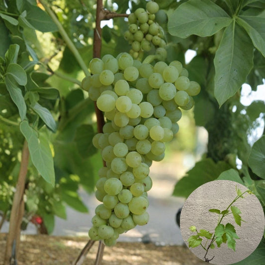 Sweet Seedless Grape Vine – 20 Inch Rooted Cutting | Live Plant Ready to Plant | Edible Garden Climbing Vine