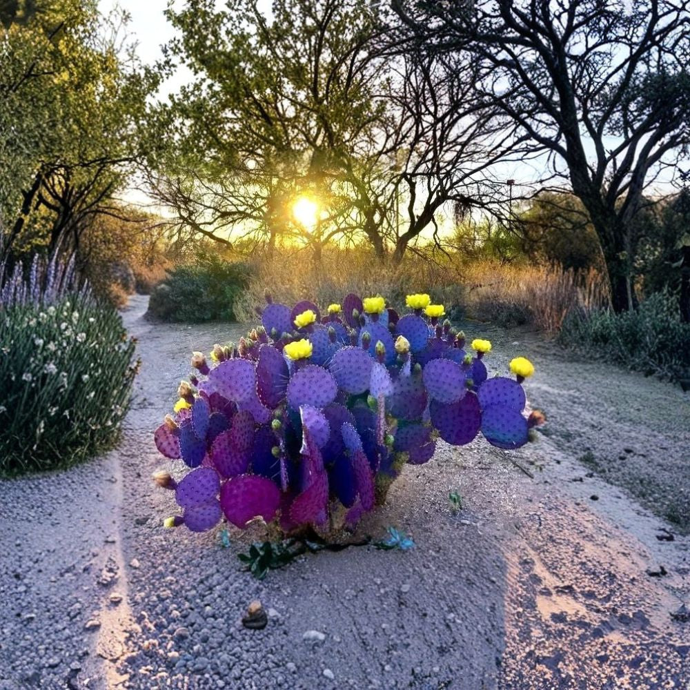 Santa Rita Purple Prickly Pear – Opuntia ‘Santa Rita’ Cactus Seeds | 20 Count | Rare Purple Variety  Hardy Desert Cactus | Edible Fruit | Fast Growing