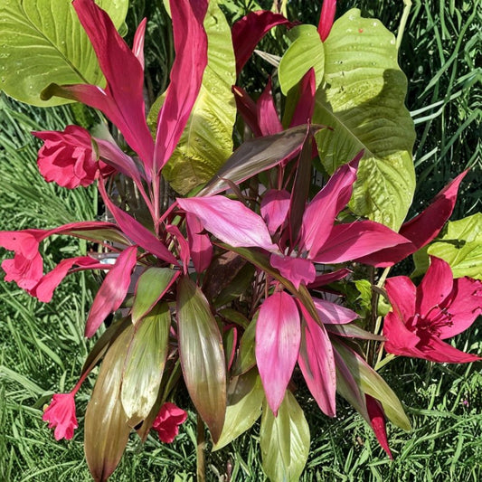 Hawaiian Ti Plant Cuttings – 8 Live Cordyline Stems 5–7 Inches | Pink & Purple Foliage | Tropical Indoor Outdoor Plant | Easy Propagation