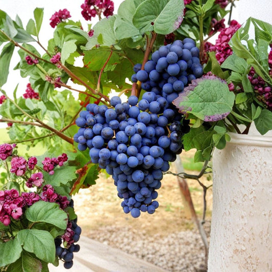 Blueberry Flavored Grape Cuttings – 10 Pack | Rare Grape Vine Cuttings | 2–3 Node Fresh Cuttings | Fruit Vine Starter