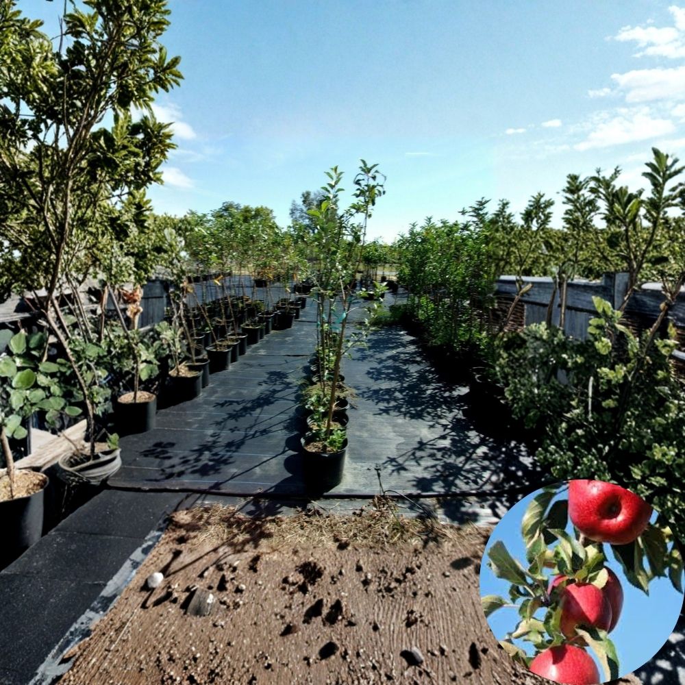 Wolf River Apple Tree – 4–6 Ft Live Fruit Tree | Large Sweet Apples | Backyard Orchard Starter | Cold Hardy Apple Tree Plant